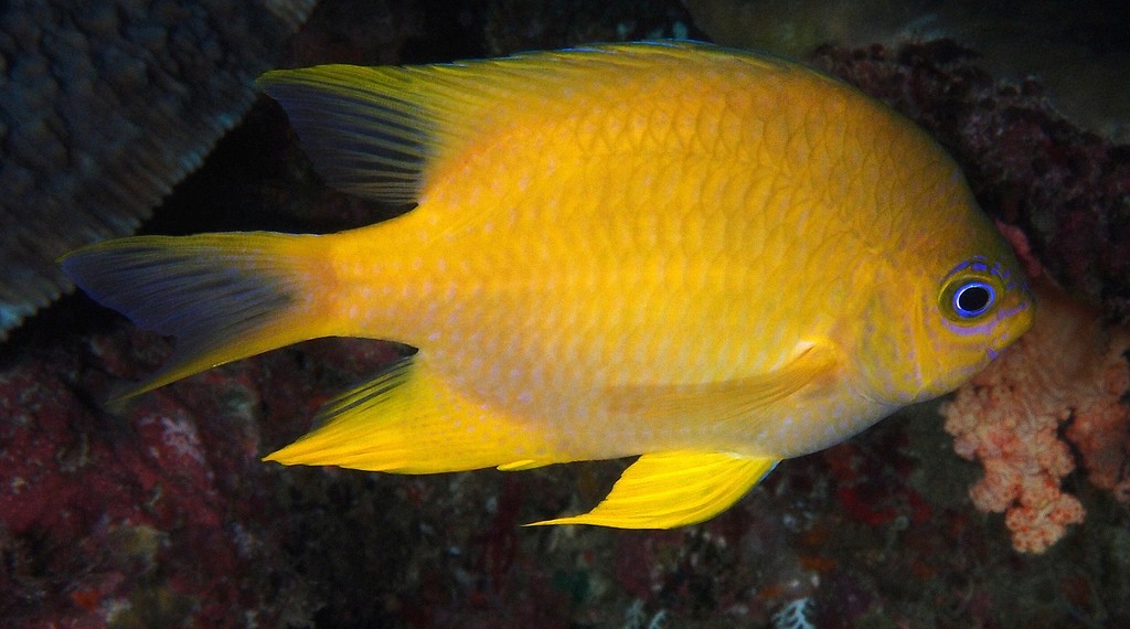 Amblyglyphidodon aureus Demoiselle jaune immaculé Nouvelle-Calédonie corps de couleur jaune
