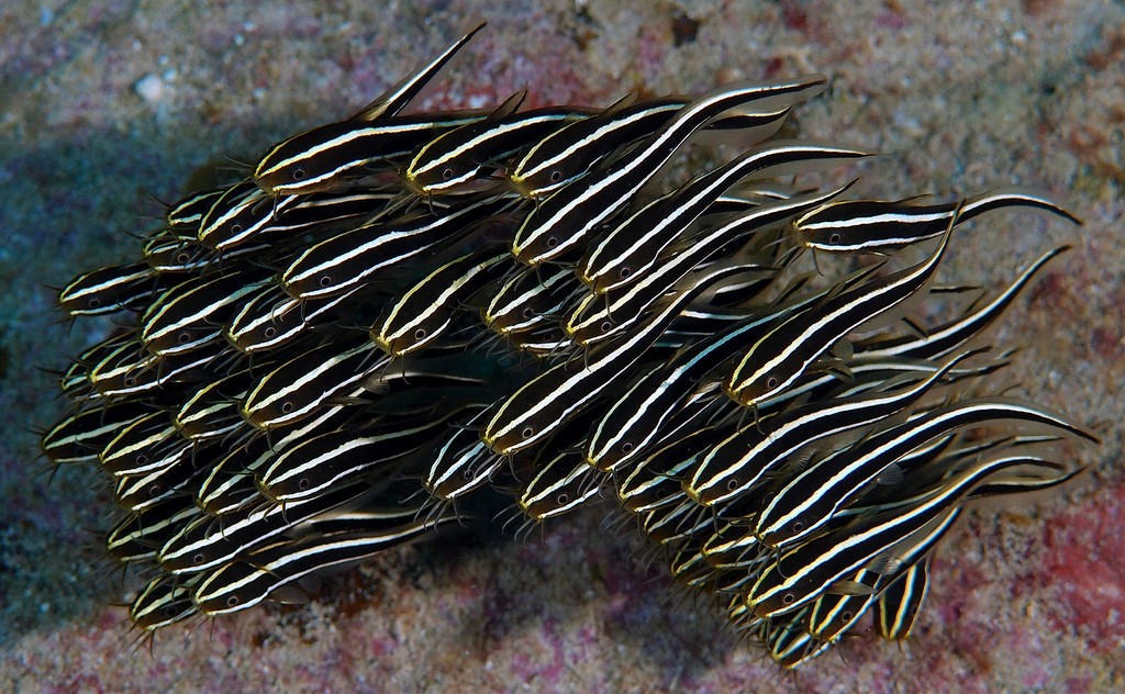 Plotosus lineatus Canine catfish eel New Caledonia dangerous fish poisonous
