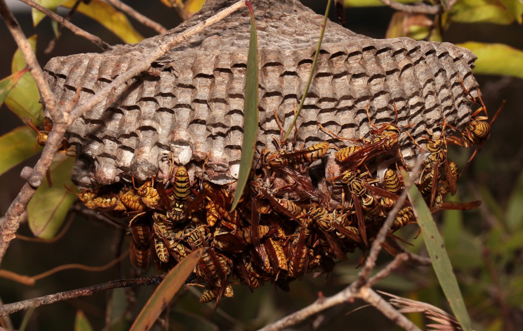 Polistes olivaceus Guêpe jaune Nouvelle-Calédonie frelon