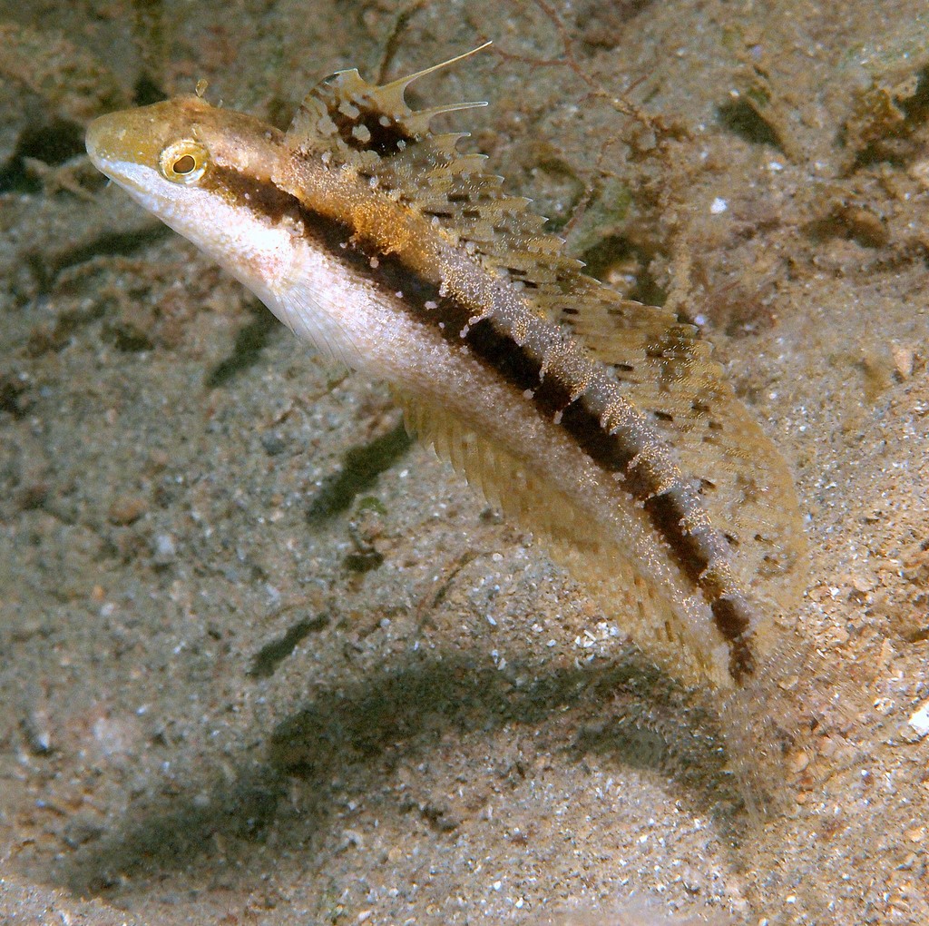 Petroscirtes lupus Wolf fangbelly New Caledonia