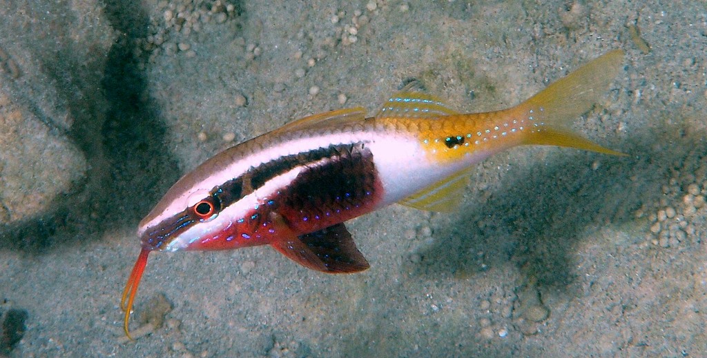 Parupeneus barberinoides Bicolor goatfish New Caledonia Body moderately elongate