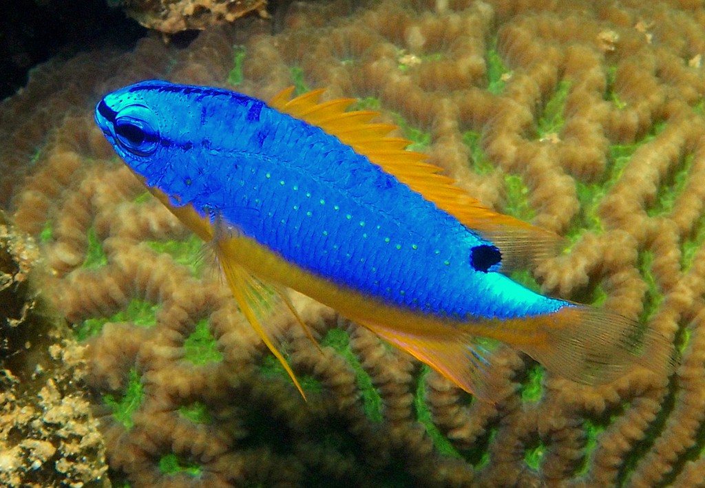 Chrysiptera taupou Diablesse des Fidji Nouvelle-Calédonie corps bleu et jaune