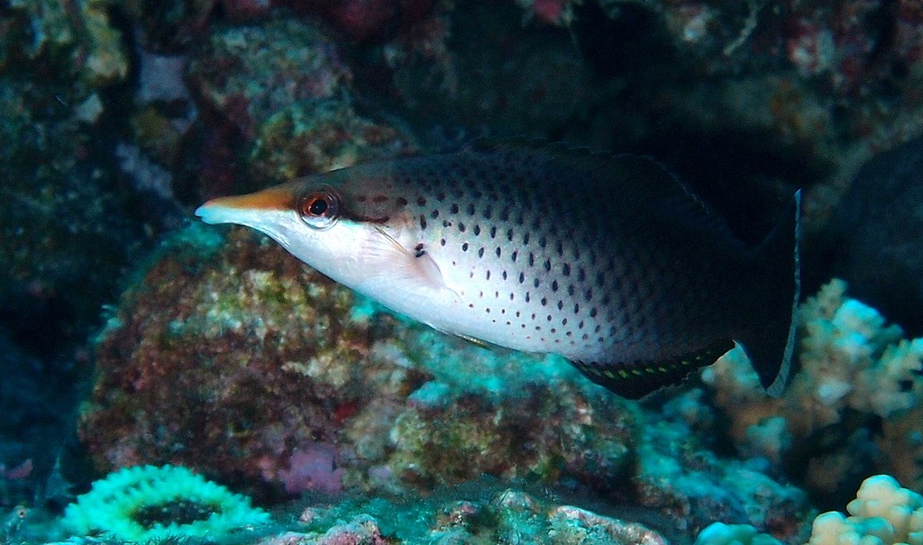 Gomphosus varius Pacific bird wrasse New Caledonia individuals have a blue-green body