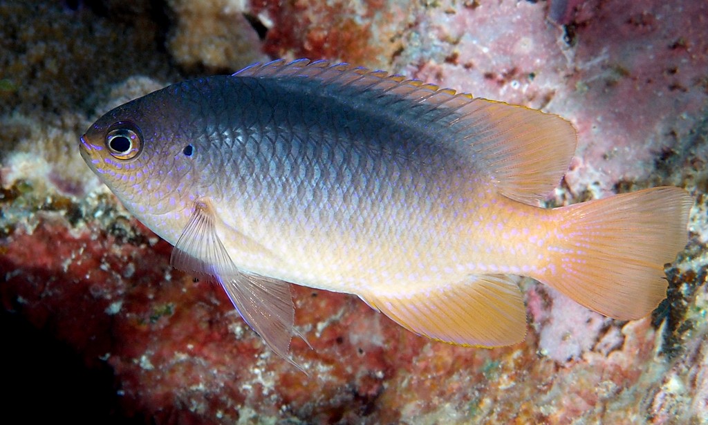 Chrysiptera caesifrons Poisson demoiselle à dos gris Nouvelle-Calédonie Nouvelle espèce