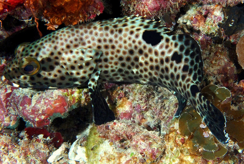 Epinephelus howlandi Blacksaddle grouper New Caledonia head and body pale grey or brownish grey