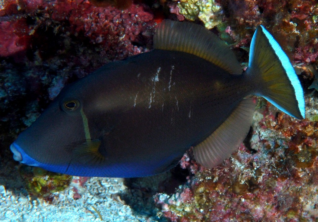 Sufflamen chrysopterum Goldenlined triggerfish New Caledonia pectoral base yellow black