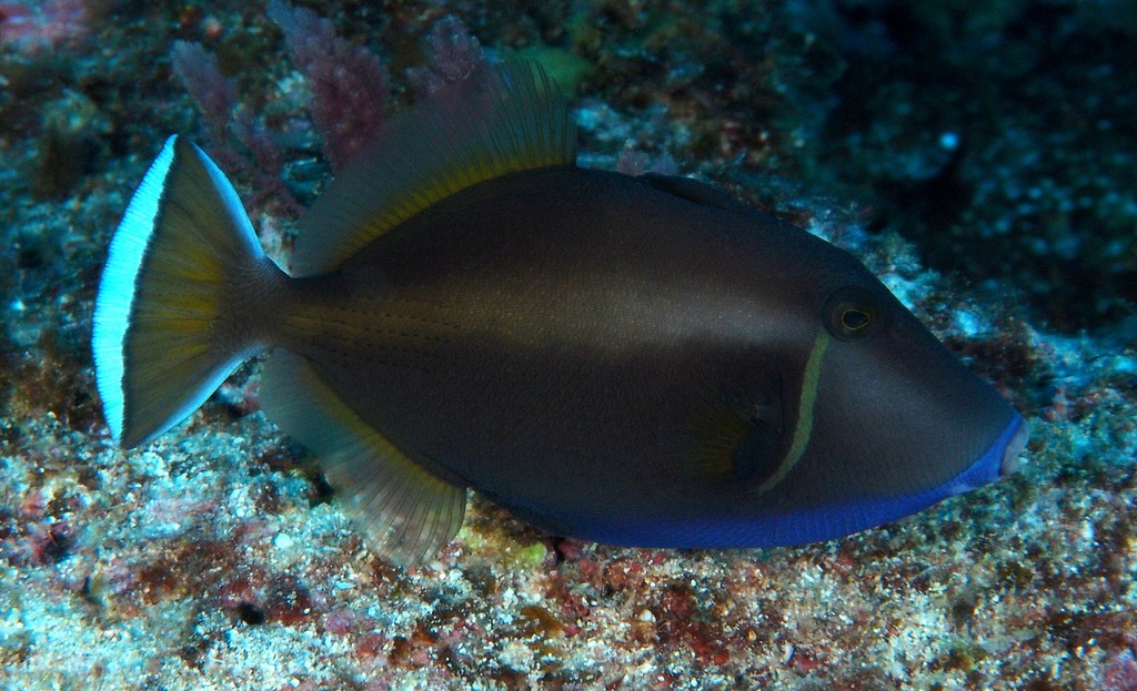 Sufflamen chrysopterum Baliste double-queue Nouvelle-Calédonie livrée brune à bleu foncé