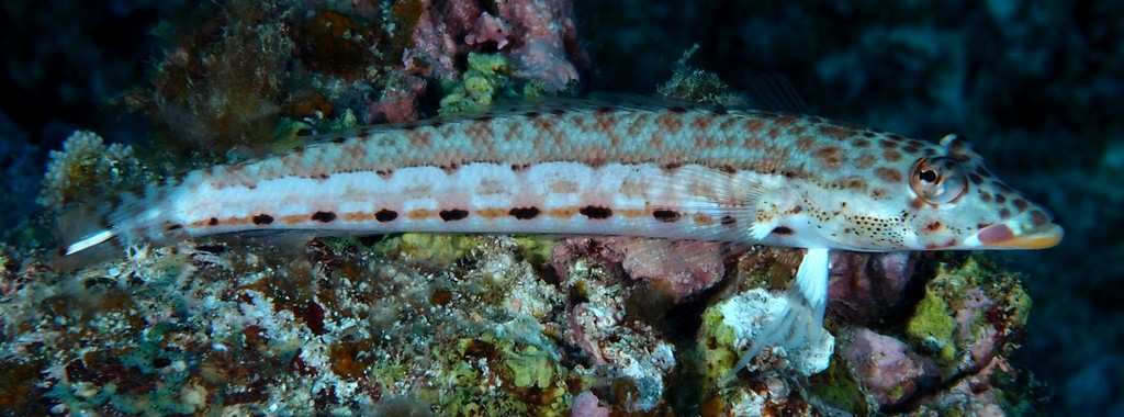 Parapercis clathrata Spothead Grubfish New Caledonia large ocellus on each side of the nape