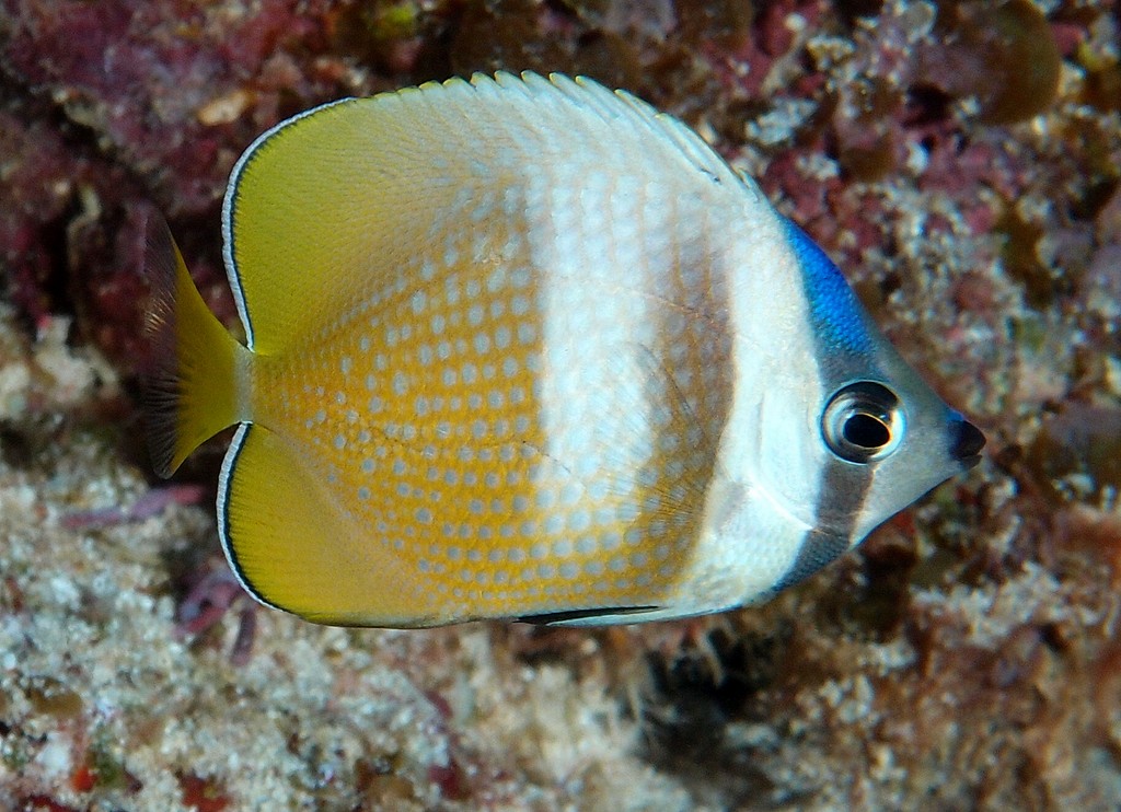 Chaetodon kleinii White-spotted butterflyfish New Caledonia Occur in deeper lagoons and channels
