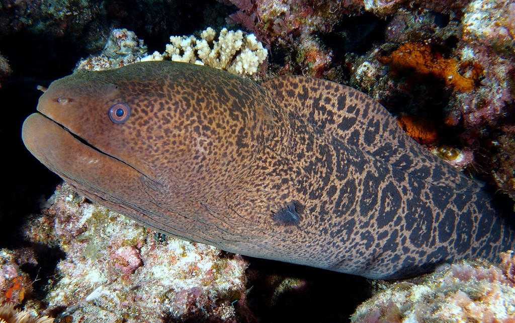 Gymnothorax javanicus Giant moray New Caledonia black specks that grade into leopard-like spots