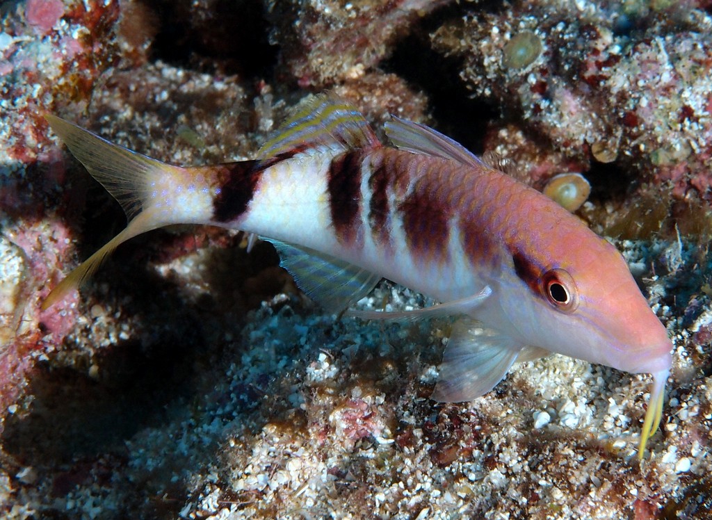 Parupeneus multifasciatus Manybar goatfish New Caledonia Body gray to red, the margins of the scales often yellow