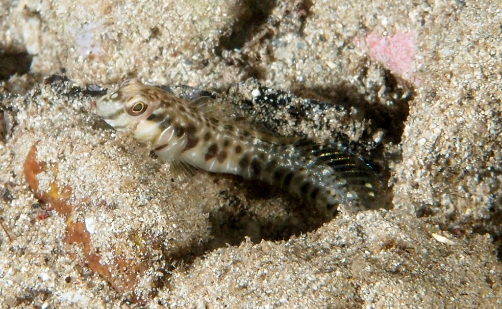 Omobranchus germaini Germain's blenny New Caledonia Adults inhabit shallow reefs