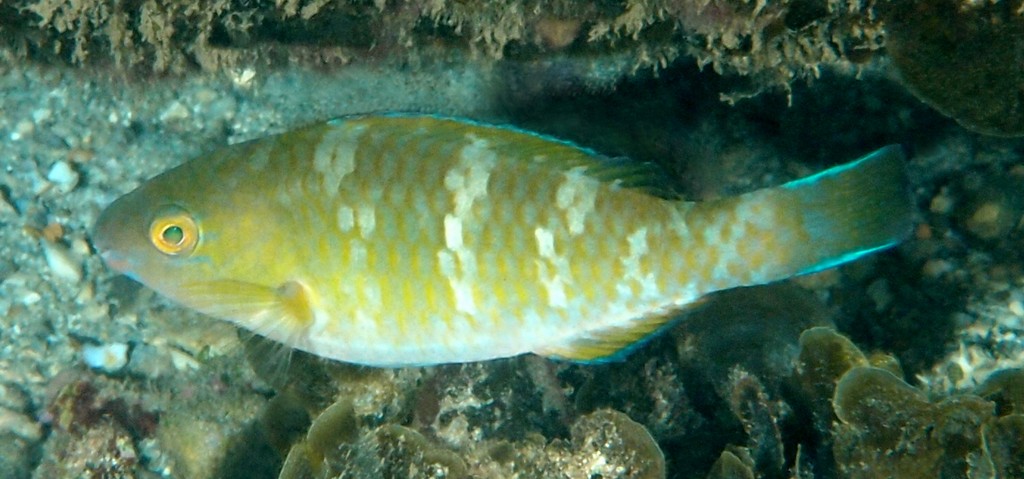 Scarus ghobban Perroquet à bandes bleues Nouvelle-Calédonie corps beige-orangé avec cinq barres verticales bleues