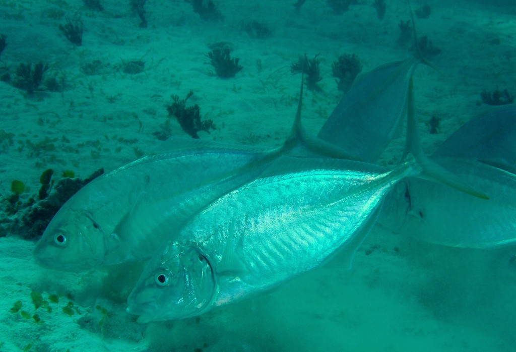 Pseudocaranx dentex Thicklipped jack New Caledonia Greenish blue above, silvery white below midside of body with yellow stripe