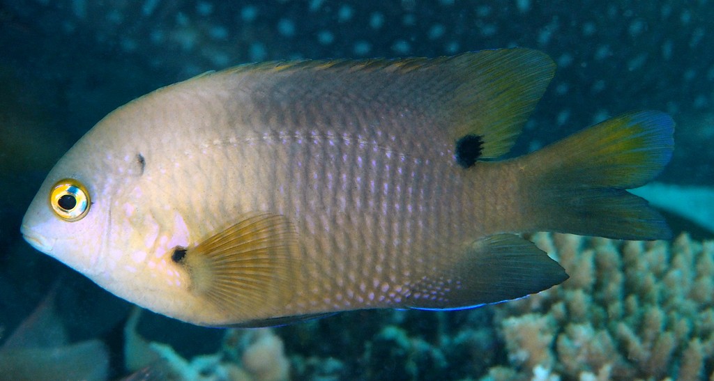 Stegastes nigricans Dusky gregory Adults generally brown