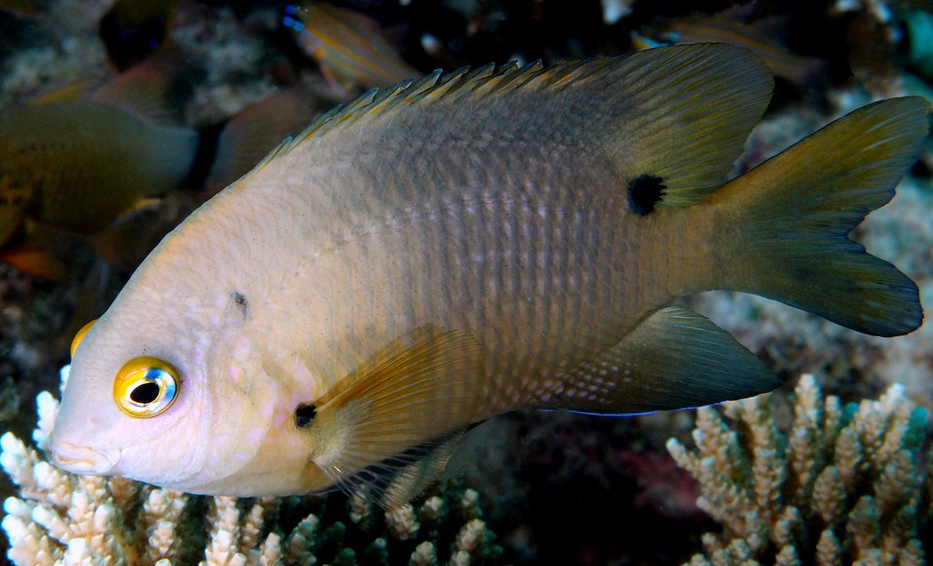 Stegastes nigricans dusky farmerfish New Caledonia