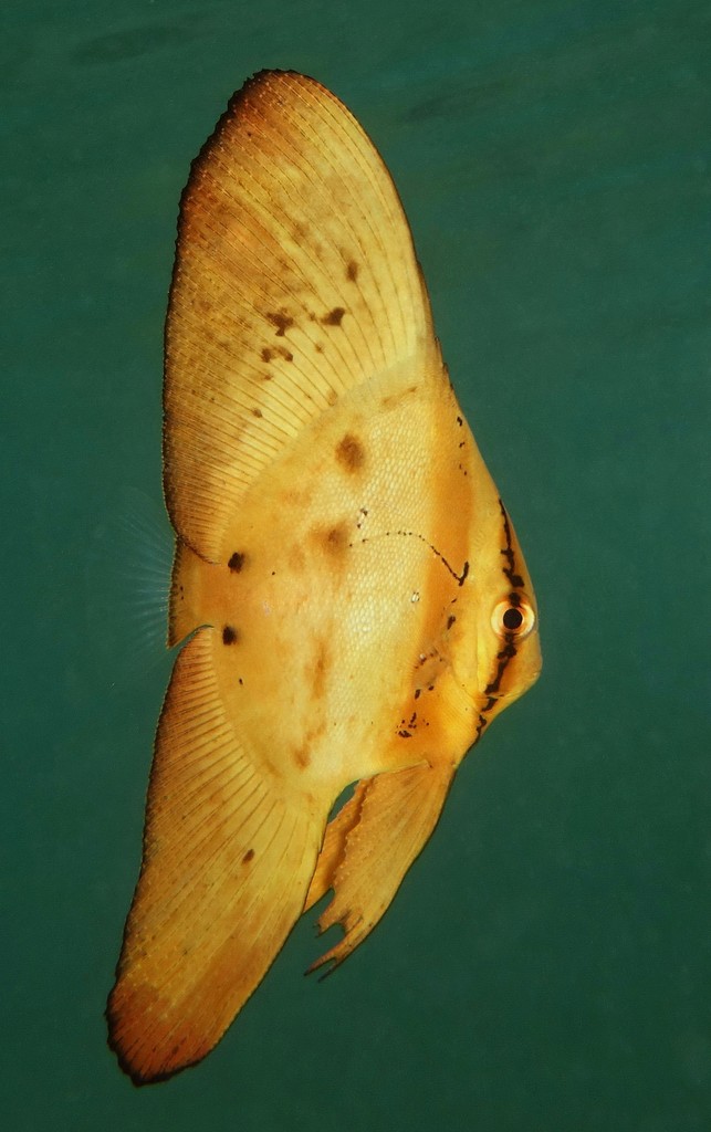 Platax orbicularis Poisson chauve-souris orbiculaire juvénile Nouvelle-Calédonie