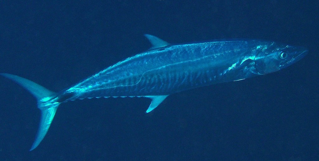 Scomberomorus commerson Tazard rayé du lagon Nouvelle-Calédonie corps fuselé, argenté avec le ventre et les cotés plus clairs, le dos est sombre