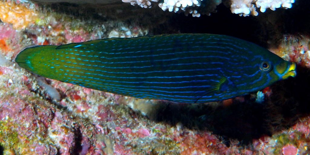 Labrichthys unilineatus Tubelip wrasse New Caledonia Inhabits shallow lagoon and semi-protected seaward reefs with high coral cover