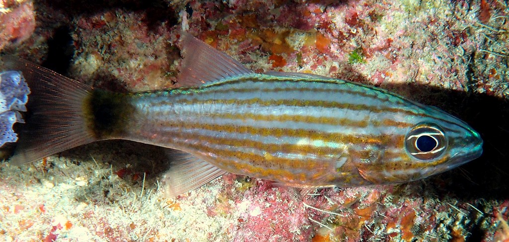 Cheilodipterus artus Apogon strié Nouvelle-Calédonie