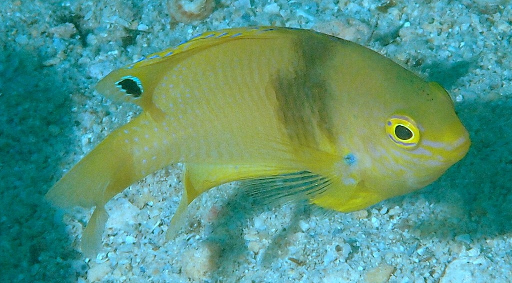 Pomacentrus amboinensis Ambon damsel New Caledonia lagoon fish identification aquarium trade