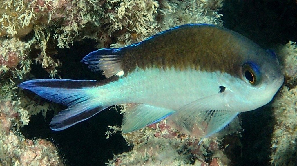 Chromis norfolkensis Adult dark to light brown or yellowish on upper half
