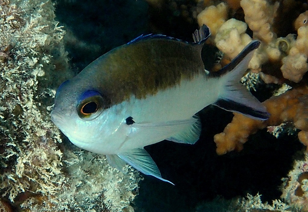 Chromis norfolkensis Caudal fin translucent whitish to bluish
