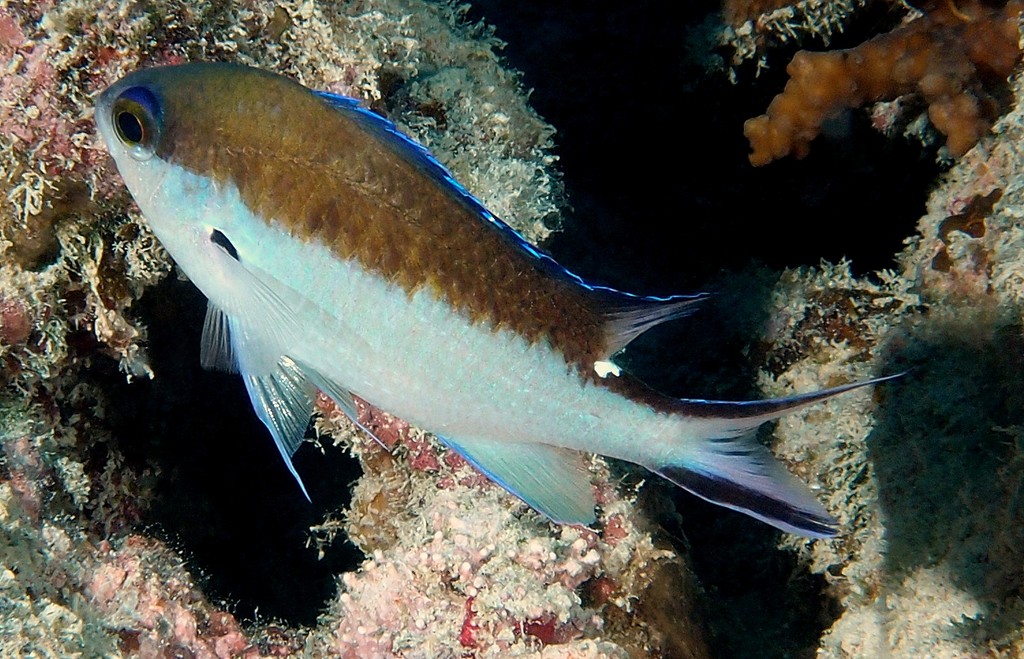 Chromis norfolkensis Pectoral fins translucent with a black patch