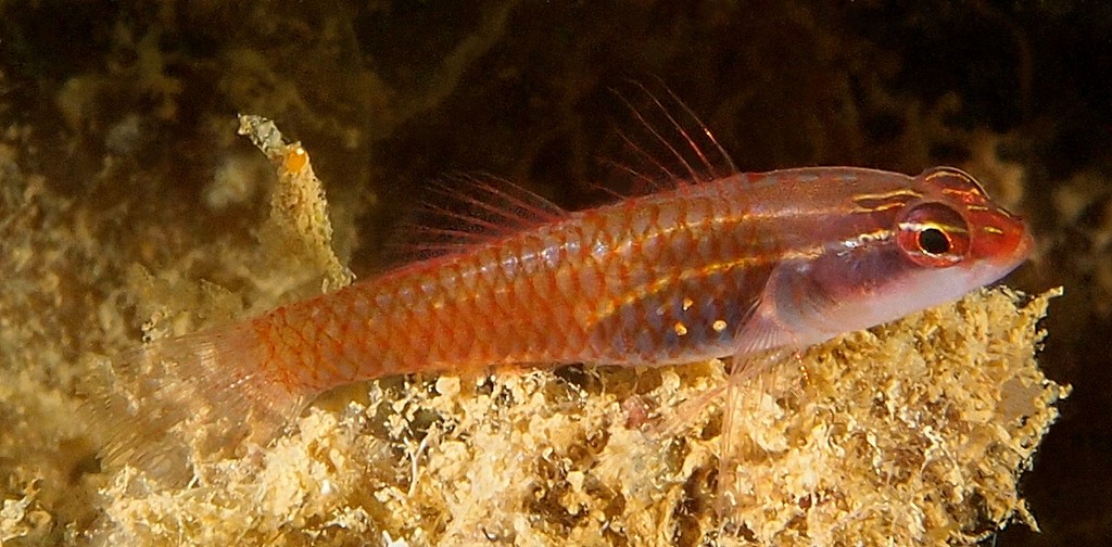 Eviota bacata Gobie pygmée perlé Nouvelle Calédonie Gobiidae