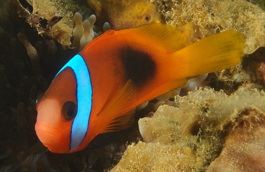 Amphiprion melanopus Amphiprion à tâche noire Nouvelle-Calédonie couleur rouge-orangé avec une tache noire