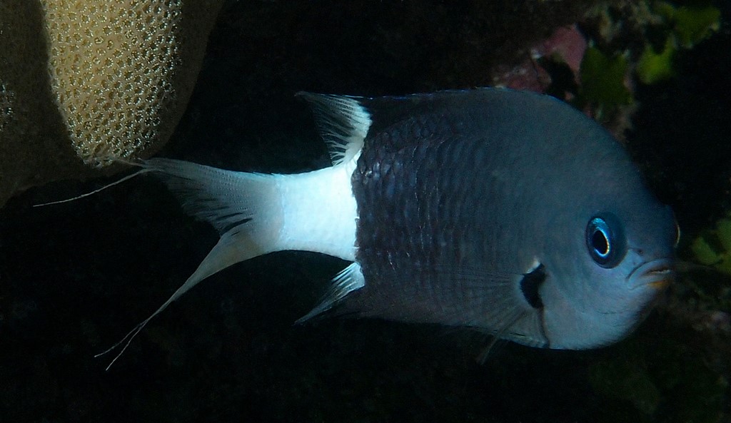 Pycnochromis margaritifer Bicolor chromis New Caledonia dark brown-grey with a dark patch at the base of the pectoral fins