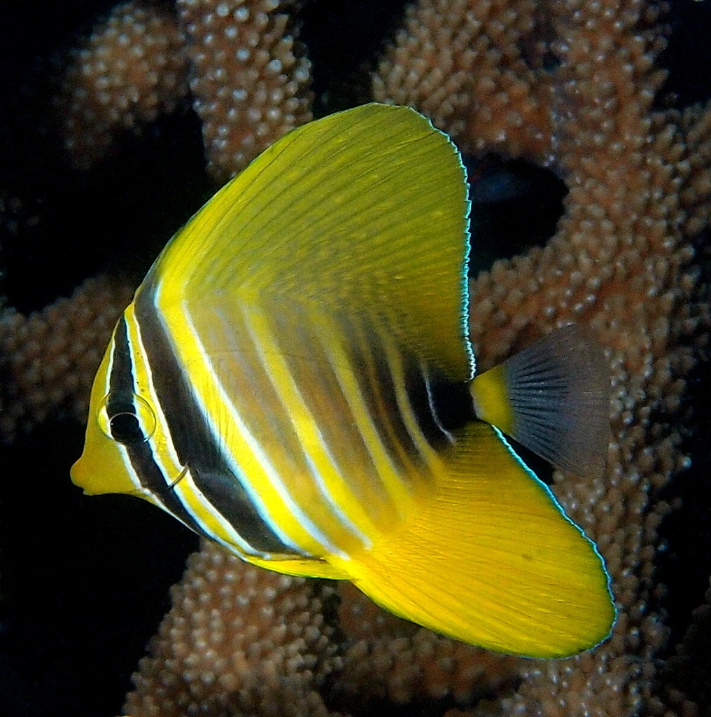 Zebrasoma velifer Juvenile Pacific sailfin tang alternating yellow and black bars