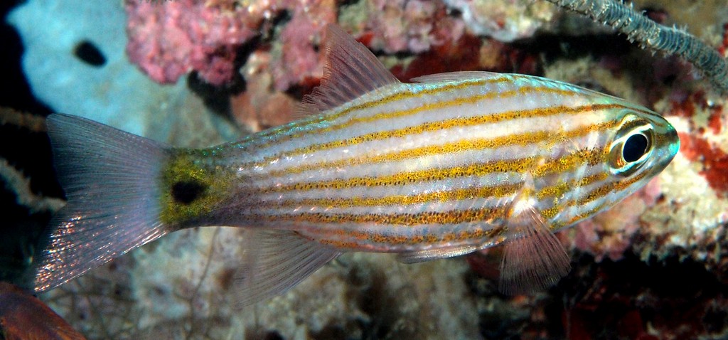 Cheilodipterus artus Arrow-tooth cardinal New Caledonia mauve or pale grey color with eight reddish brown stripes