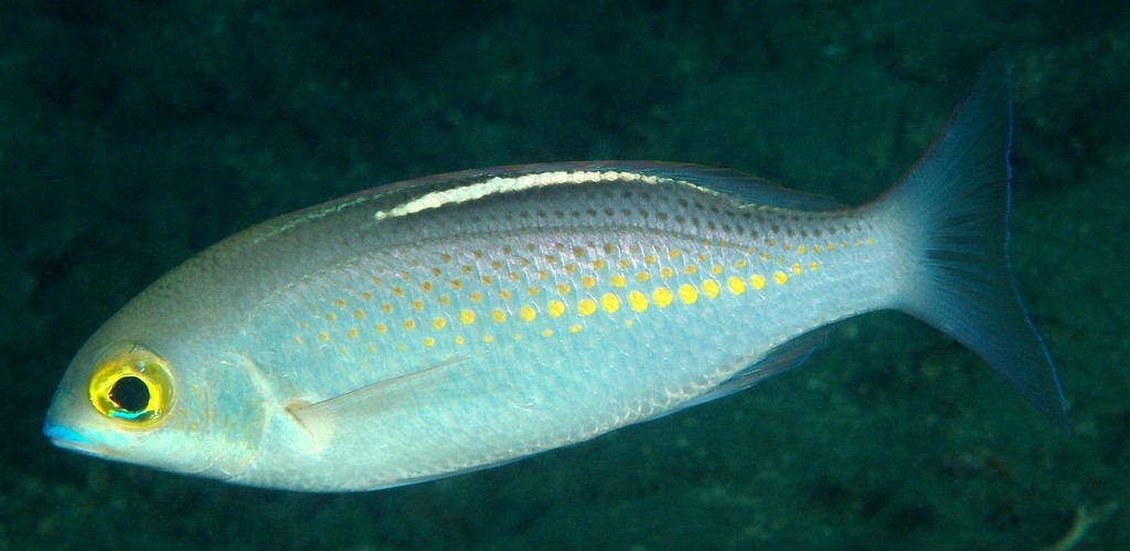 Scolopsis ciliata Scolopsis à taches oranges Nouvelle-Calédonie corps blanc grisâtre avec une légère coloration vert olive sur le dessus de la tête et du dos