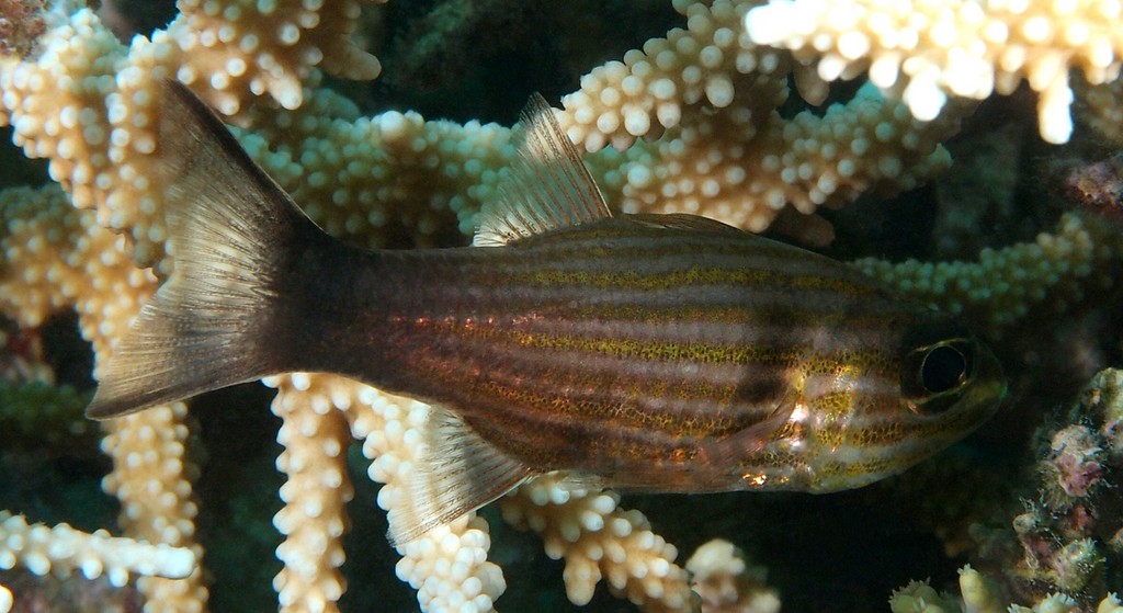 Cheilodipterus artus Apogon strié Nouvelle-Calédonie poisson du lagon
