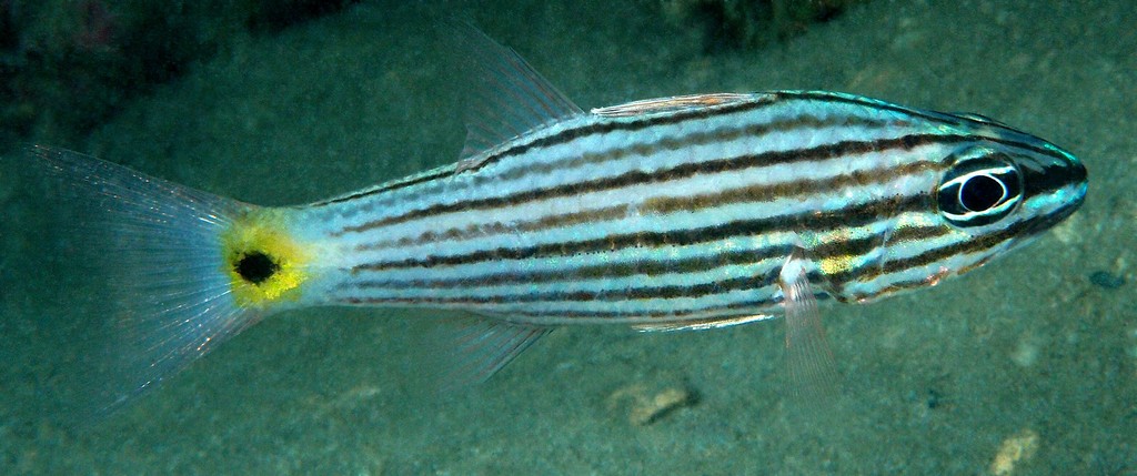 Cheilodipterus artus Lined cardinalfish New Caledonia gold blotch on the caudal peduncle