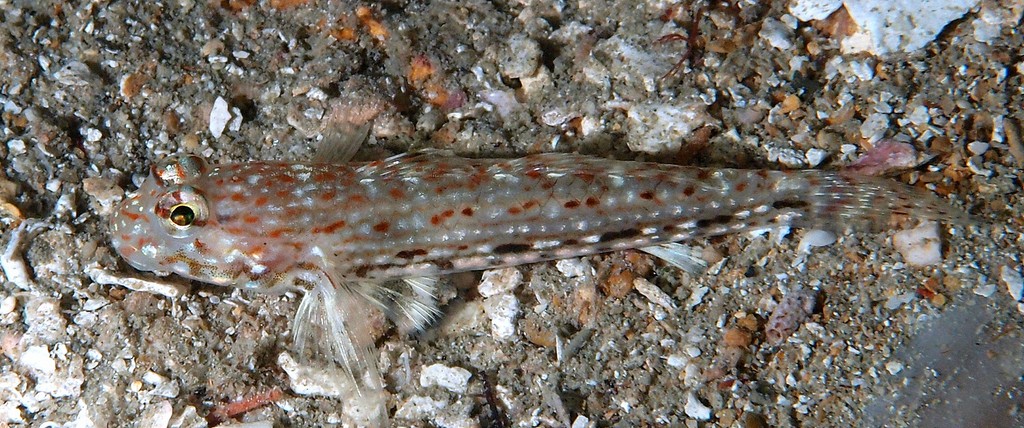 Istigobius decoratus Gobie décoré poisson Nouvelle-Calédonie photo sous-marine