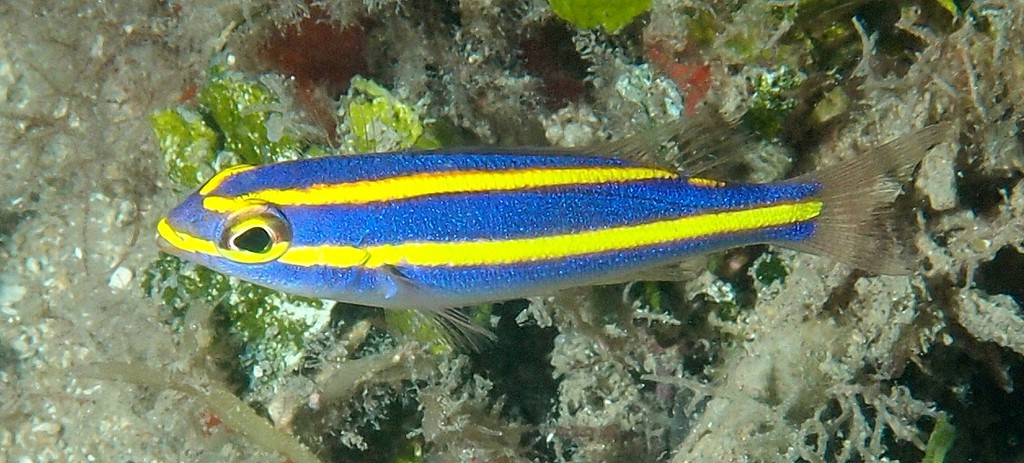 Pentapodus aureofasciatus Pentapode à deux lignes d’or Nouvelle-Calédonie juvénile