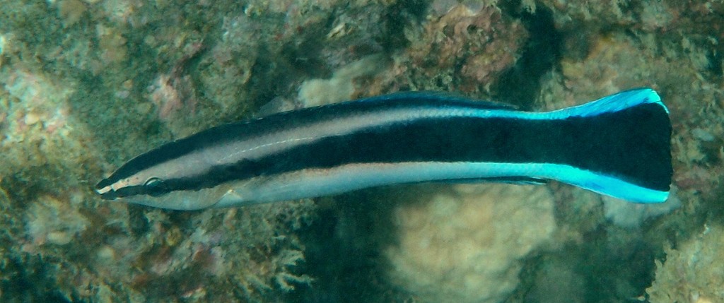 Labroides dimidiatus Bluestreak cleaner wrasse New Caledonia black stripe from the eye to the caudal fin margin