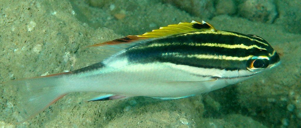 Scolopsis bilineata Yellow-finned spine-cheek New Caledonia subadulte