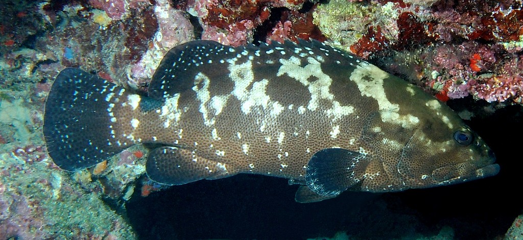 Epinephelus polyphekadion Merou marbré Nouvelle-Calédonie