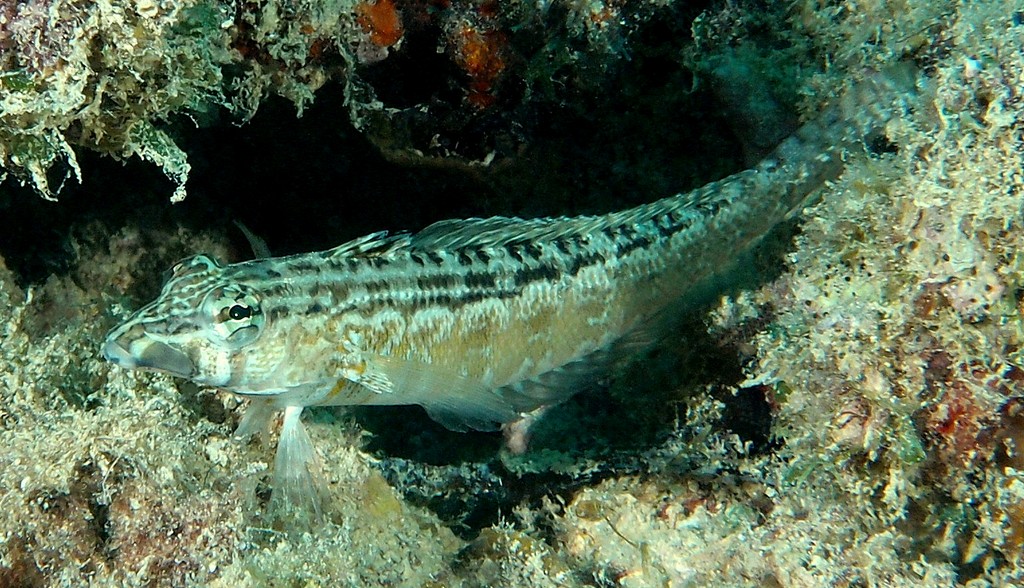 Parapercis australis New Caledonia sandperch Pinguipedidae