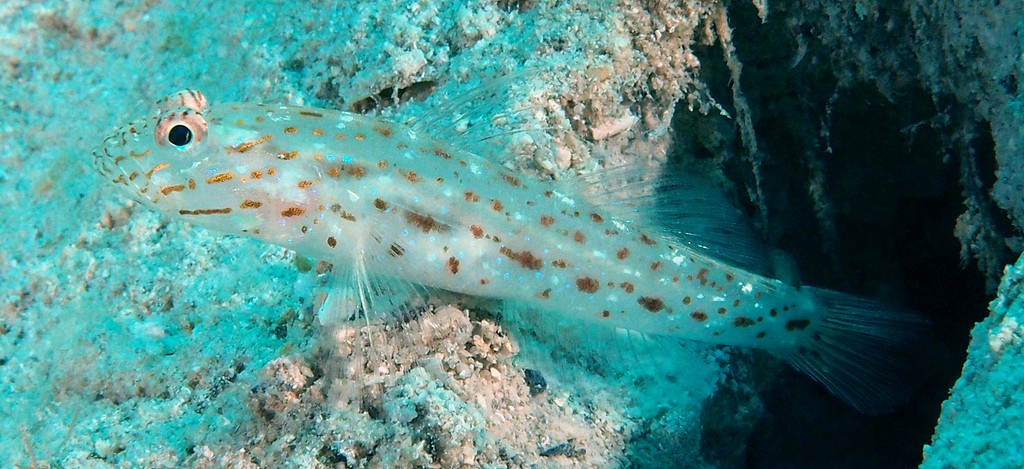 Ctenogobiops crocineus Saffron shrimp-goby New Caledonia larger dark spots on ventral half of body often encircled with blue dots