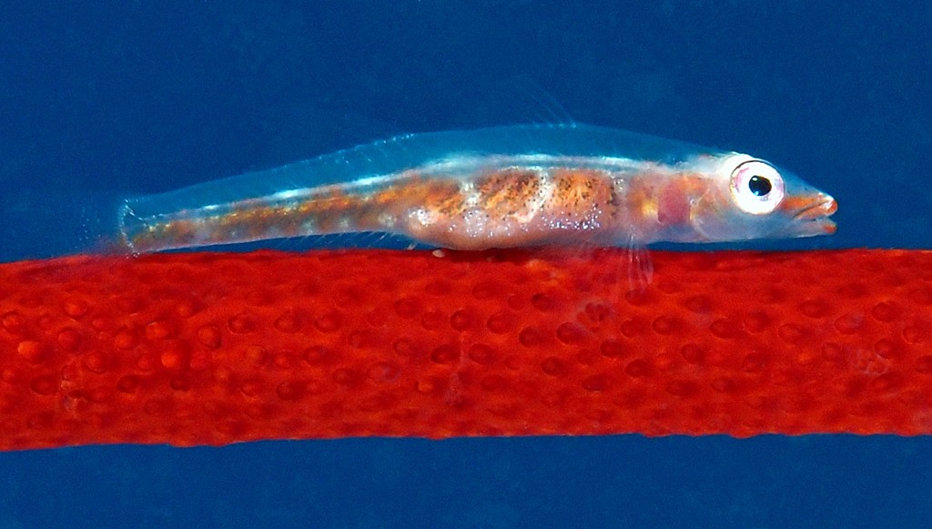 Bryaninops loki Loki whip-goby New Caledonia