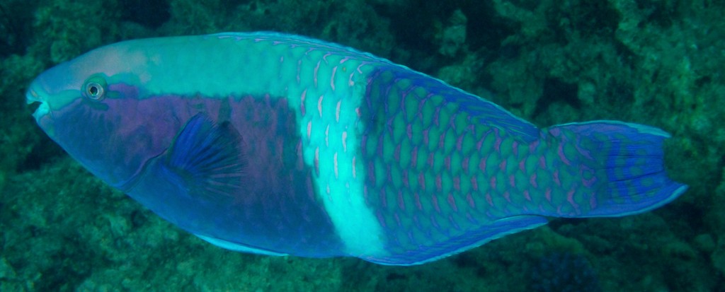 Scarus schlegeli Yellowbar parrotfish New Caledonia Males are dark bluish to purple with a pale blue on the upper body anteriorly