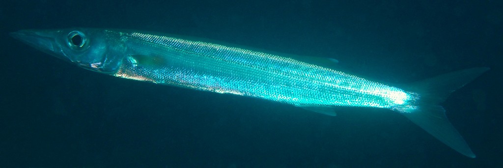 Sphyraena forsteri Bigeye barracuda New Caledonia Body without bars or stripes