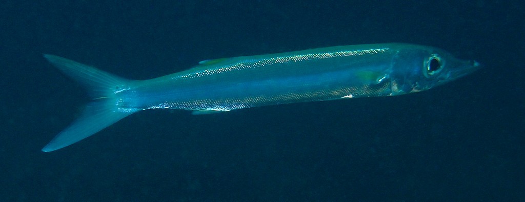 Sphyraena forsteri Barracuda de Forster Nouvelle-Calédonie
