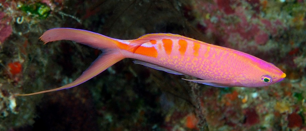 Pyronotanthias lori Tiger Queen Anthias New Caledonia  vicinity of caves or ledges of steep outer reef slopes