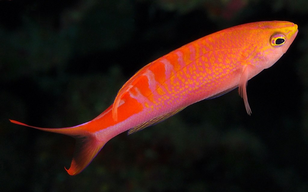 Pyronotanthias lori Queen Tiger Anthias New Caledonia red blotches over the back