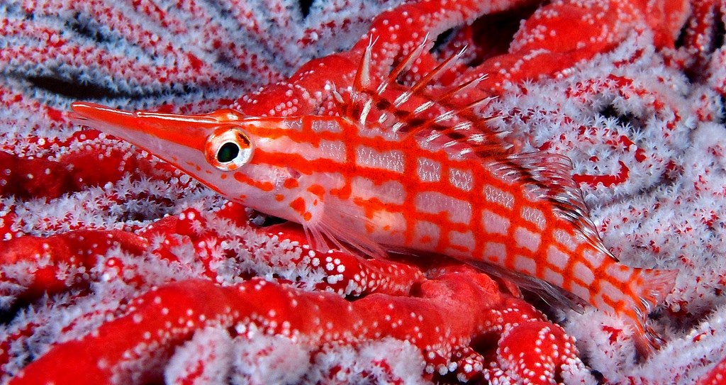 Oxycirrhites typus lognosed coral guardian New Caledonia  horizontal and near-vertical red lines